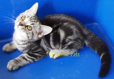 American Shorthair 050612 - American Shorthair Cat