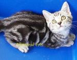 American Shorthair 050612 - American Shorthair Cat