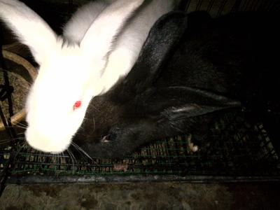 Blackie N Whitie - New Zealand Rabbit