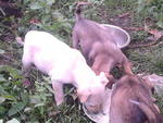 puppies having meals