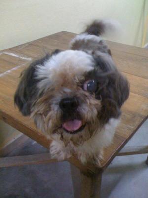 One Eye Bobo - Shih Tzu Dog