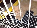 Butch - Persian Cat