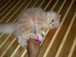 Butch - Persian Cat