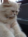 Butch - Persian Cat