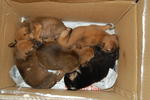 And 5 makes family..=) Taken the 1st night they were rescued.