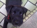 PF3260 - Labrador Retriever Mix Dog