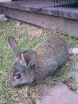 Swarley, Rip - Beveren Rabbit