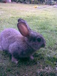 Swarley, Rip - Beveren Rabbit