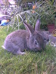 Swarley, Rip - Beveren Rabbit