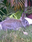 Swarley, Rip - Beveren Rabbit