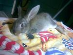 Swarley, Rip - Beveren Rabbit