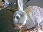 Swarley, Rip - Beveren Rabbit