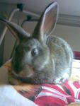 Swarley, Rip - Beveren Rabbit