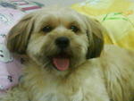 Ricky - Shih Tzu + Terrier Dog