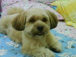 Ricky - Shih Tzu + Terrier Dog