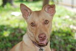 Robbin - Ibizan Hound Mix Dog