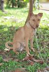 Robbin - Ibizan Hound Mix Dog