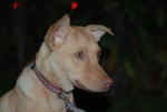 Robbin - Ibizan Hound Mix Dog