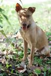 Robbin - Ibizan Hound Mix Dog