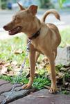 Robbin - Ibizan Hound Mix Dog