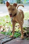 Robbin - Ibizan Hound Mix Dog