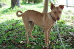 Robbin - Ibizan Hound Mix Dog