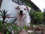 Flakes - Jack Russell Terrier Dog