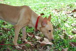 Butter - Mixed Breed Dog