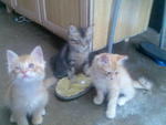 Kittens For Adoption Sg Petani Kedah - Domestic Short Hair Cat