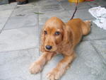 Pipy 3mths old