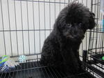 Black Toy Poodle  - Poodle Dog