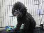 Black Toy Poodle  - Poodle Dog