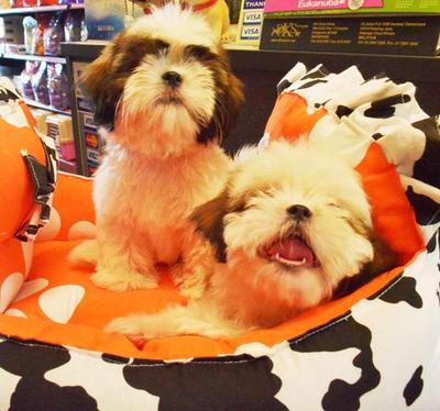 Shih Tzu - Imported Line - Shih Tzu Dog