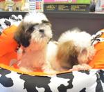 Shih Tzu - Imported Line - Shih Tzu Dog