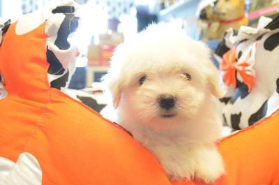 Maltese - Taiwan Imported Line - Maltese Dog