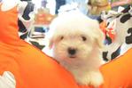 Maltese - Taiwan Imported Line - Maltese Dog