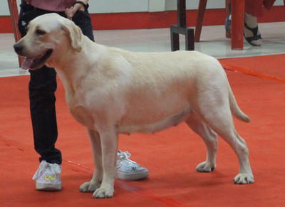 Labrador Retriever Puppies - Labrador Retriever Dog