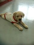 Labrador Retriever Puppies - Labrador Retriever Dog