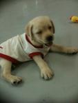 Labrador Retriever Puppies - Labrador Retriever Dog