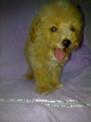 Cute Poodle－sold - Poodle Dog