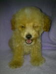 Cute Poodle－sold - Poodle Dog