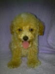 Cute Poodle－sold - Poodle Dog