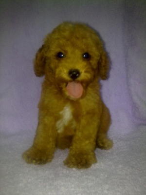 Toy Poodle－sold - Poodle Dog