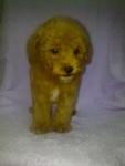 Toy Poodle－sold - Poodle Dog