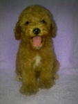 Toy Poodle－sold - Poodle Dog