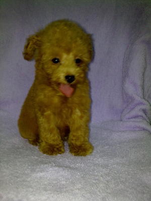 Red Toy Poodle-sold - Poodle Dog