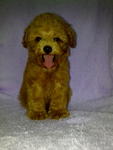 Red Toy Poodle-sold - Poodle Dog