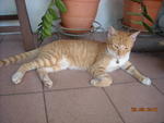 Julius - Domestic Short Hair Cat