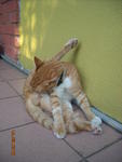 Julius - Domestic Short Hair Cat