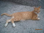 Julius - Domestic Short Hair Cat